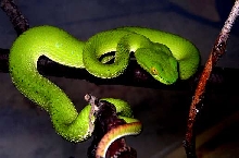 Trimeresurus macrops