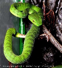 Trimeresurus popeiorum