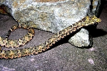 Trimeresurus puniceus