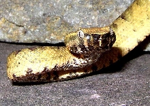 Trimeresurus puniceus-3