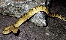 Trimeresurus puniceus