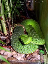 Trimeresurus stejnegeri