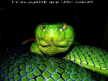 Trimeresurus stejnegeri