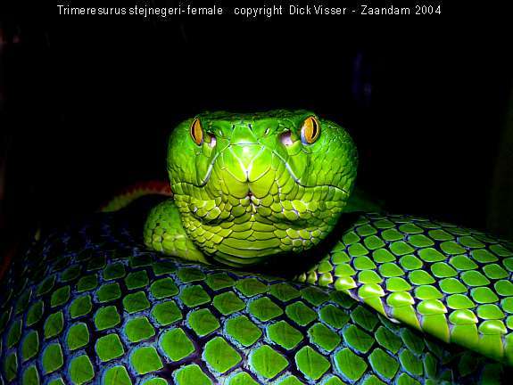 Trimeresurus stejnegeri