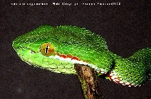 Trimeresurus gumprechti