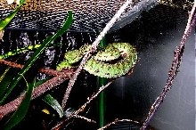 Trimeresurus popeiorum