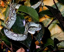 Trimeresurus trigonocephalus