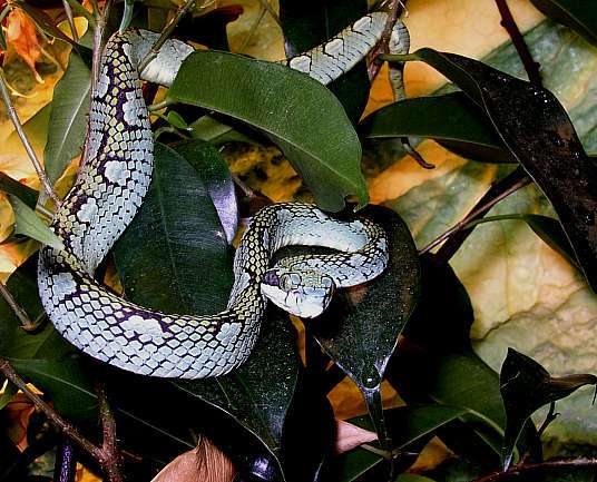 Trimeresurus trigonocephalus