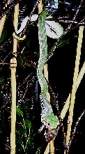 Tropidolaemus wagleri ...fodder