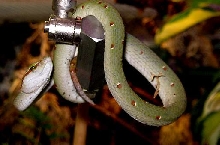 Tropidolaemus wagleri - Penang Malaysia