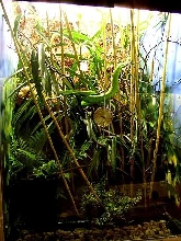 Trimeresurus in Terrarium