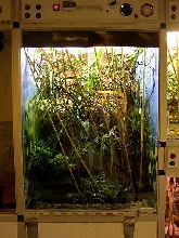 Trimeresurus terrarium