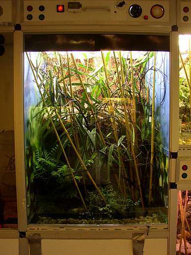 Trimeresurus terrarium