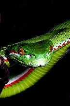 Trimeresurus gumprechti