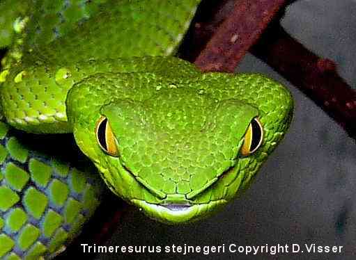 Trimeresurus stejnegeri