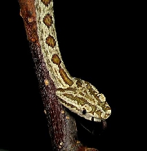 juvenil Protobothrops jerdonii xanthomelas