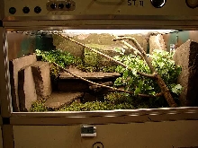 Terrarium for Protobothrops jerdonii xanthomelas.