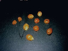 waxeggs