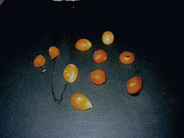 waxeggs
