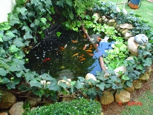my pond
