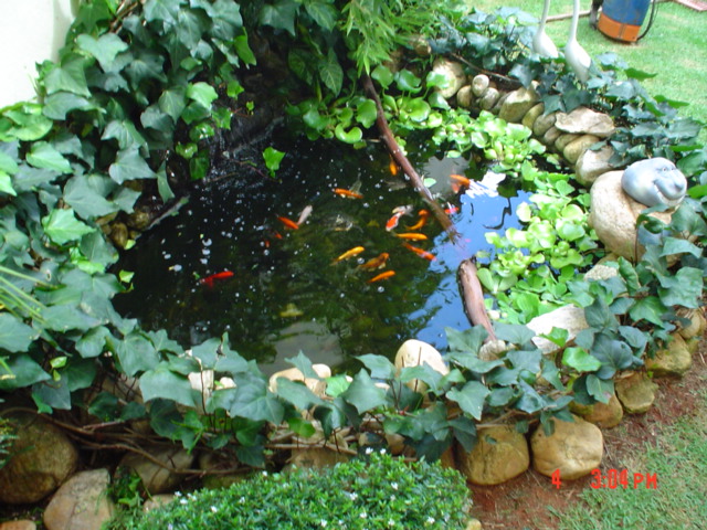my pond