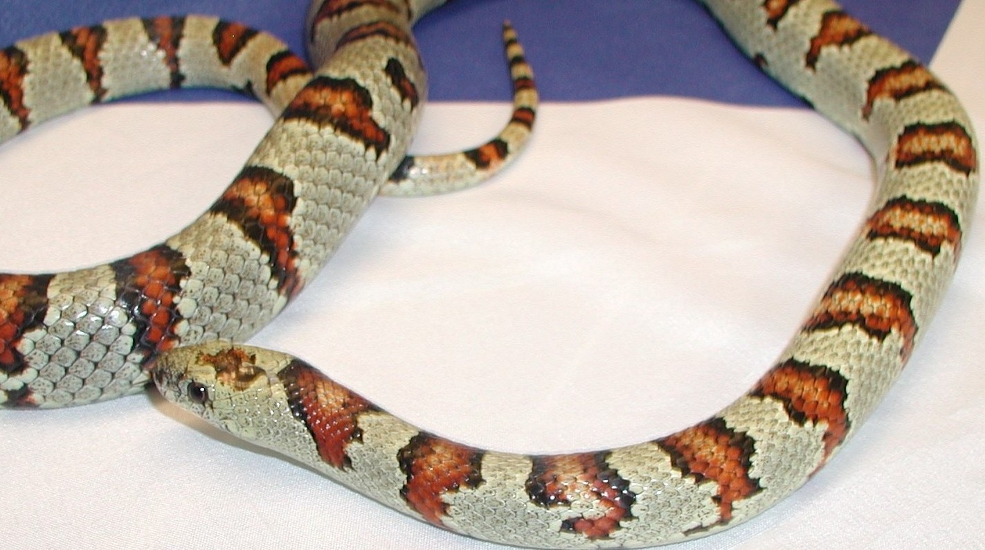 Variable Female