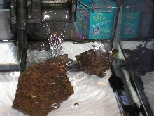 Nothing like a clean tank