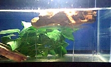 Floating Rock