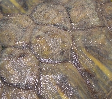 Fungus on Shell