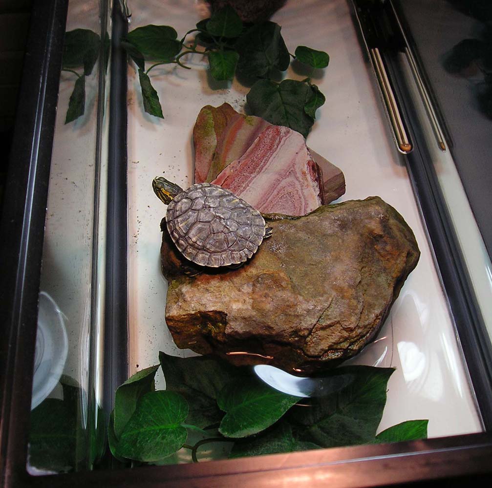 On the Rock