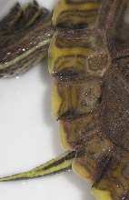 Shell Rot