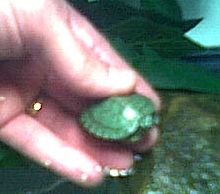 TurtleDude