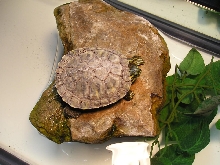 Dry Shell