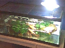 Turtle Tank