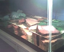 TurtleDude's Aquarium
