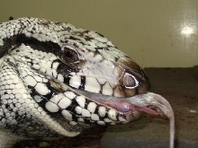 Male Blue Tegu