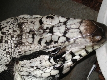 Blue Tegu top of head