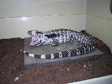 Male Blue Tegu
