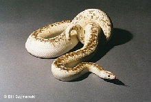 Calico Rainbow Boa