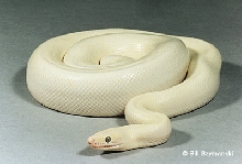 Leucistic Rainbow Boa 1
