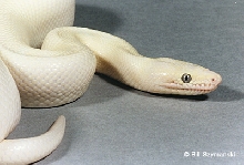 Leucistic Rainbow Boa 2