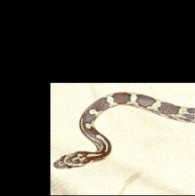 Lori's snake