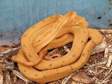 CB Female ATB
