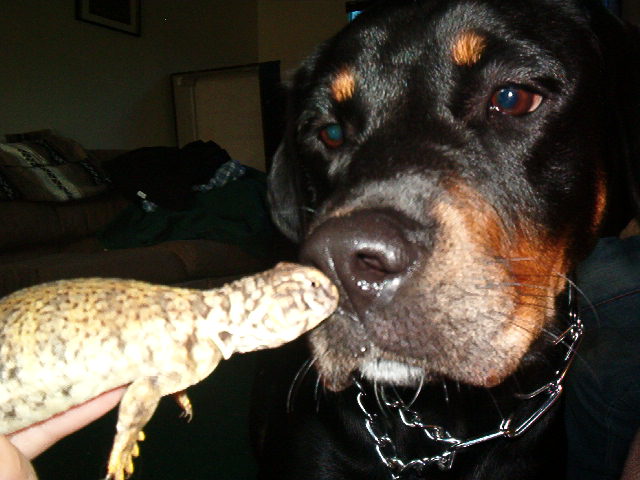 Isis and Uro