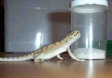 Beardie Sand