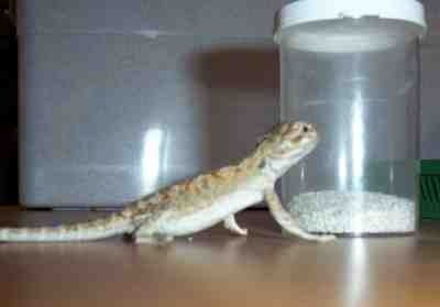 Beardie Sand