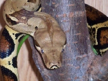 anikan