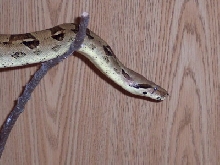 just hanging around