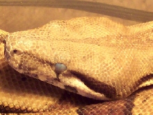 cloudy eye's