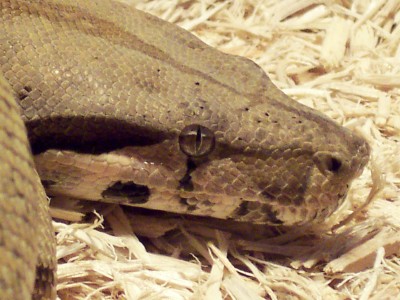 after he shed